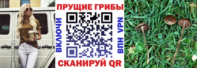 Купить закладки Горячий Ключ Галлюциногенные грибы Cubensis